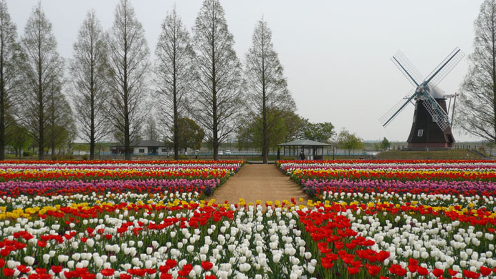 あけぼの農業公園のチューリップがいいじゃん