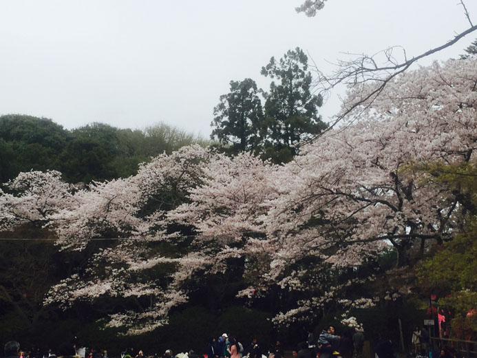 清水公園の桜がいいじゃん