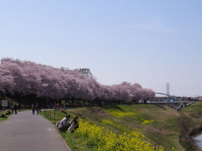 満開桜がいいじゃん