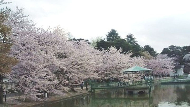 大宮公園がいいじゃん