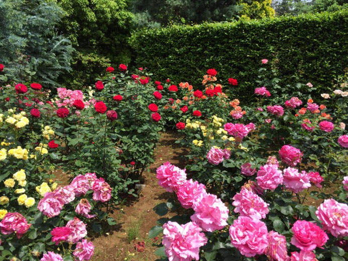 清水公園の花ファンタジアがいいじゃん