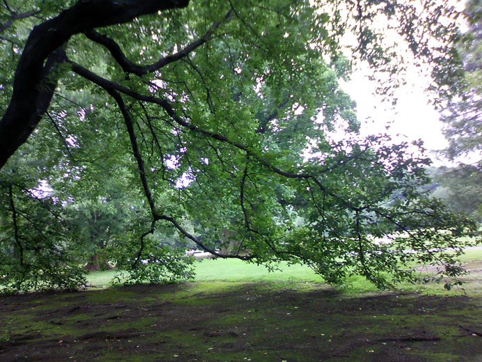 自然がいいじゃん